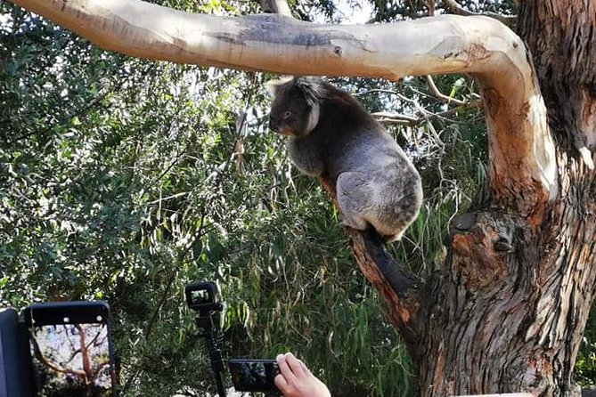 Small-Group Great Ocean Road Day Trip From Melbourne - Booking and Cancellation Policy