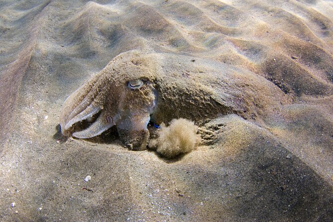 Snorkeling in Gran Canaria With Hotel Pick-Up - Customer Reviews and Ratings