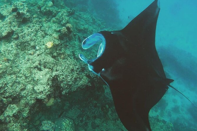 Snorkeling In Nusa Penida Manta Bay Private Boat Snorkeling - Important Notes