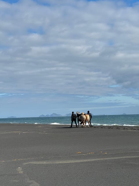 South of Iceland: Black Beach Riding Tour - Frequently Asked Questions