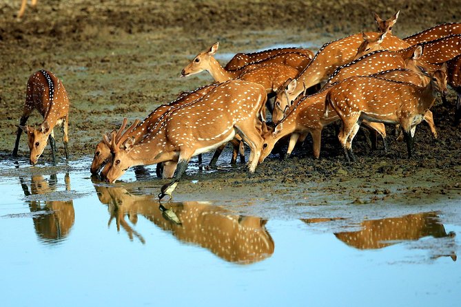 Sri Lanka Tours Package in 9 Days (Amazing Sri Lanka) - Booking Your Adventure