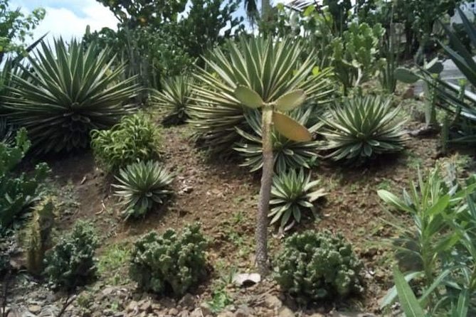 St Lucia Northern Island Tour - Traveler Experiences and Feedback