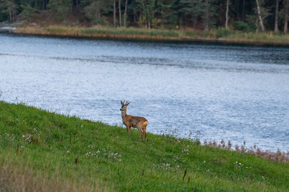 Stockholm: Wildlife Safari - Nearby Attractions