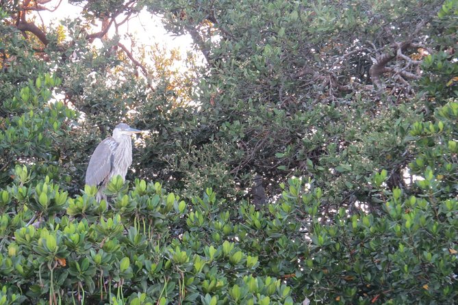 Sunset Cruise Over the Gulf of Mexico - Tips for a Great Experience
