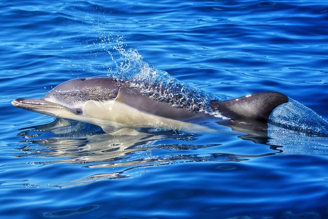 Swim With Wild Dolphins in Tauranga - Tips for a Successful Adventure
