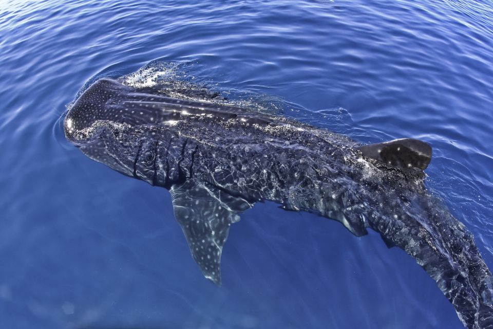 Swimming With Whale Sharks in Cancun - Cancellation and Additional Information