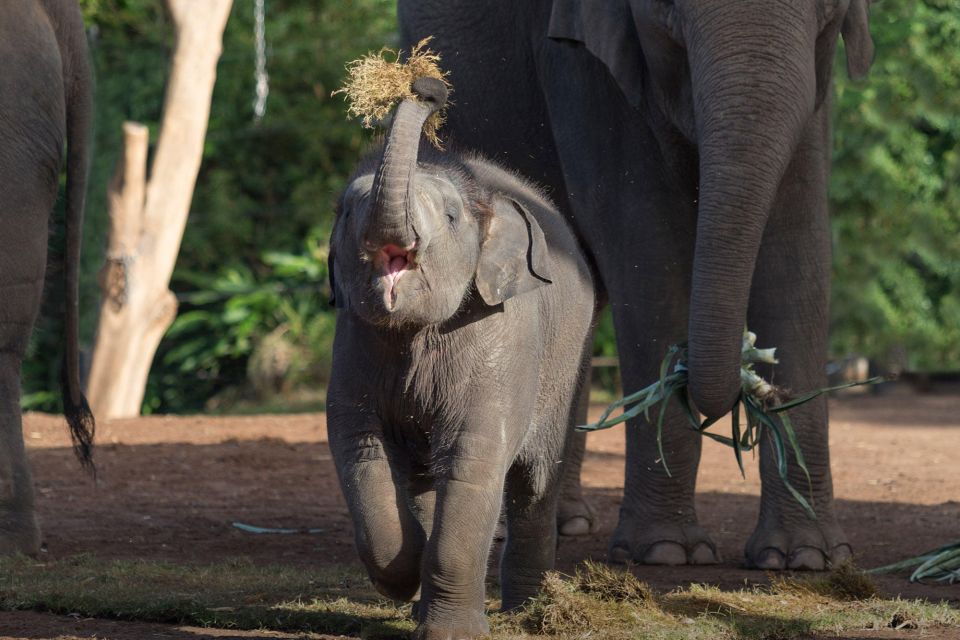 Sydney: Taronga Zoo Ticket With Return Ferry - Recap