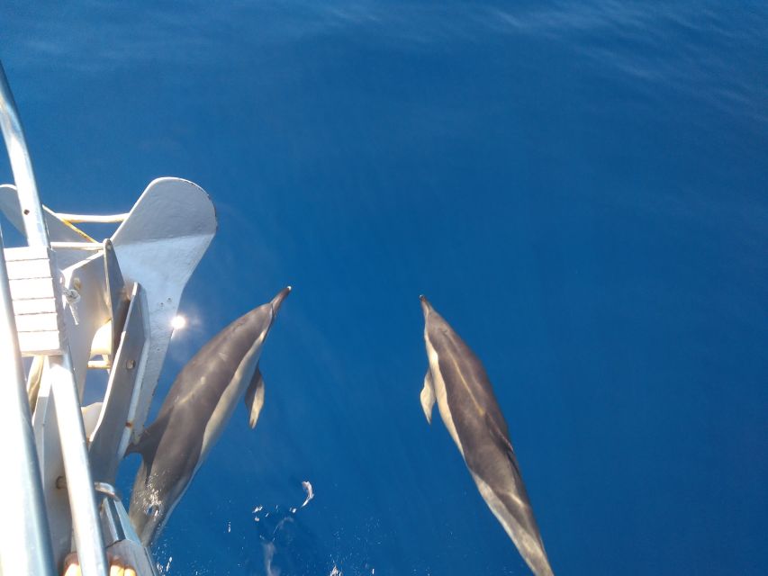 Tenerife: Teide National Park and Dolphins Sailboat Tour - Diverse Wildlife Encounters