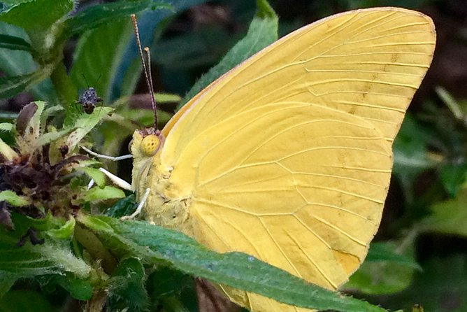The Maui Butterfly Farm Tour! - Tips for a Great Visit
