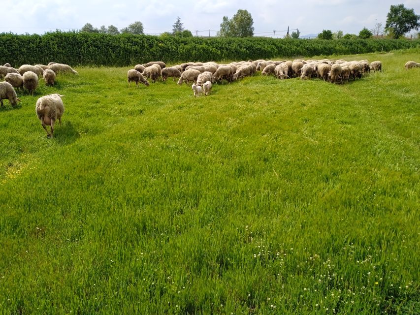 Thessaloniki: Private Greek Cooking Class and Meal at a Farm - Tips for a Memorable Visit