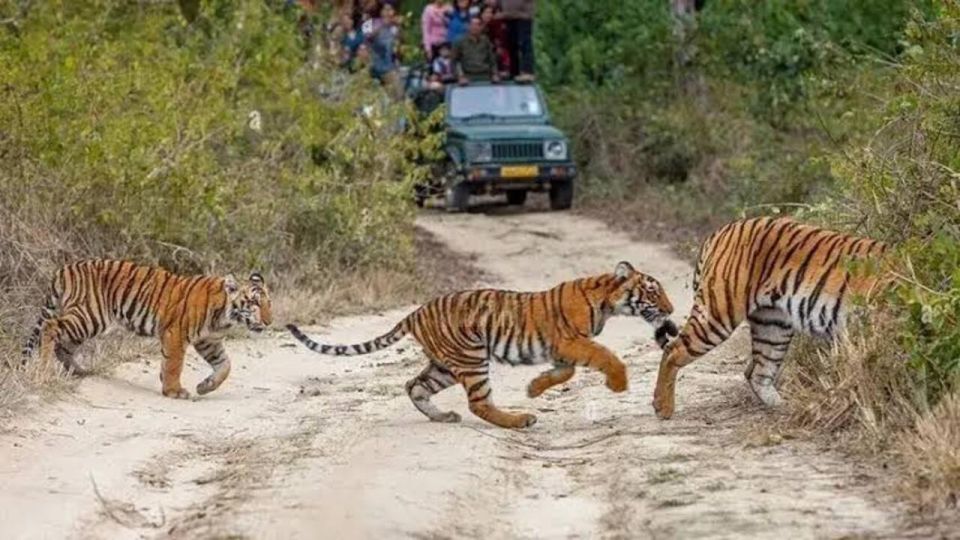 Three Days Jim Corbett National Park Tour - Customer Experiences