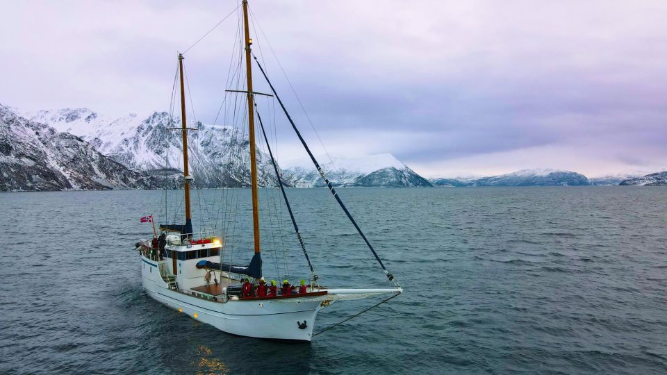 Tromsø 3-Days Whale Watching, Northern Lights & Dog Sledding - Tips for a Great Experience
