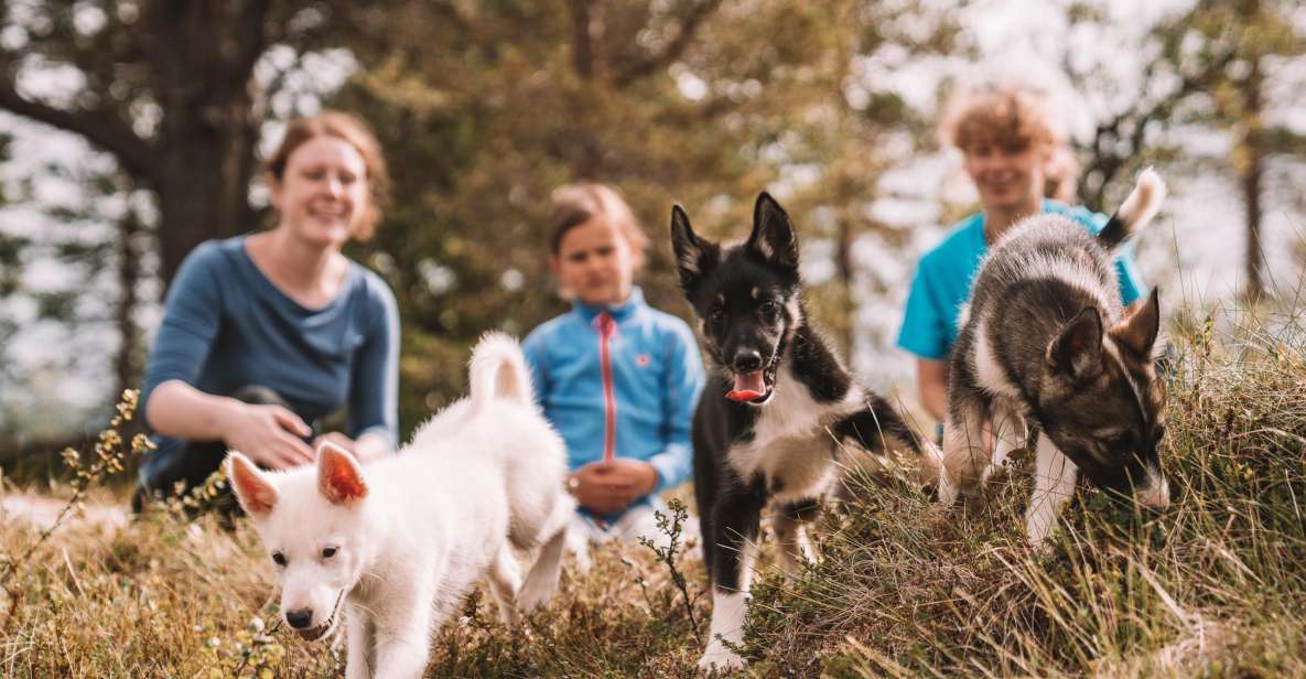 Tromsø: Puppy Training at the Husky Kennel With Lunch - Frequently Asked Questions
