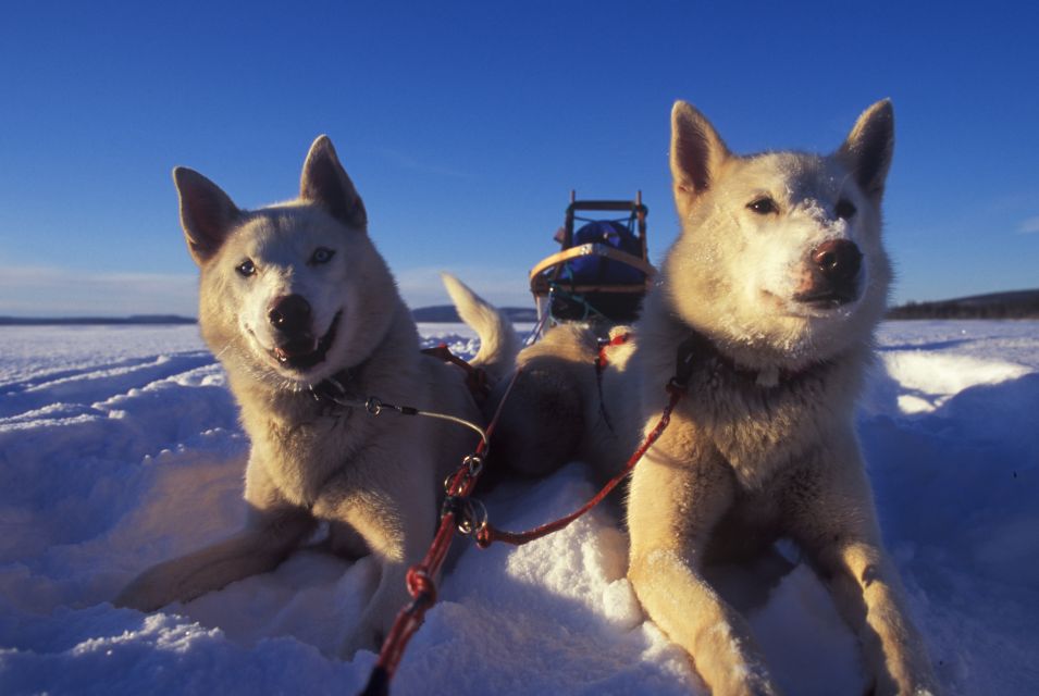 Tromsø: Self-Drive Husky Dog Sledding Adventure - Booking and Cancellation Policies