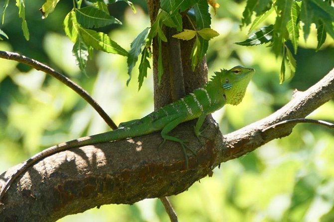 Udawalawa National Park Half Day Safari - Tips for a Great Safari