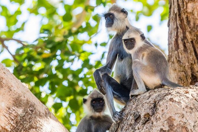 Udawalawa Safari Drive From Galle, Weligama, Mirissa & Dickwella - Nearby Attractions to Explore