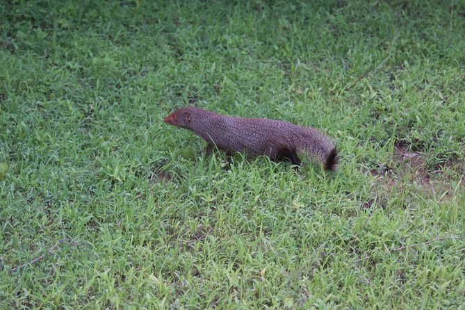 Udawalawe Safari Day Trip From Ella/Tangalle/Dikwella/Hambantota - Tips for a Successful Trip