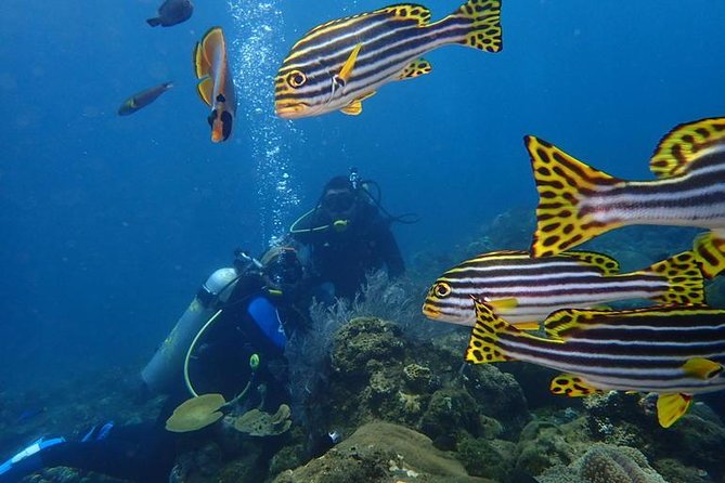 USS Liberty Shipwreck Scuba Diving at Tulamben Bali - Tour Duration and Pickup