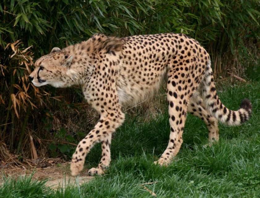 Vienna: Zoo With Private Flexible Transfers and Tickets - Frequently Asked Questions
