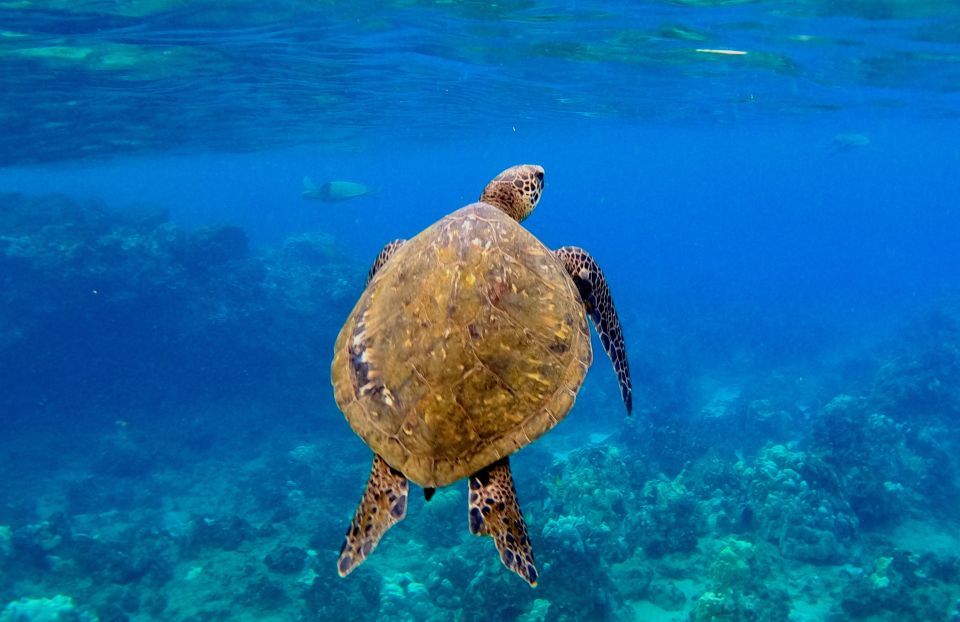 Wailea Beach: Snorkeling Tour for Non-Swimmers & Beginners - Booking and Cancellation Policy