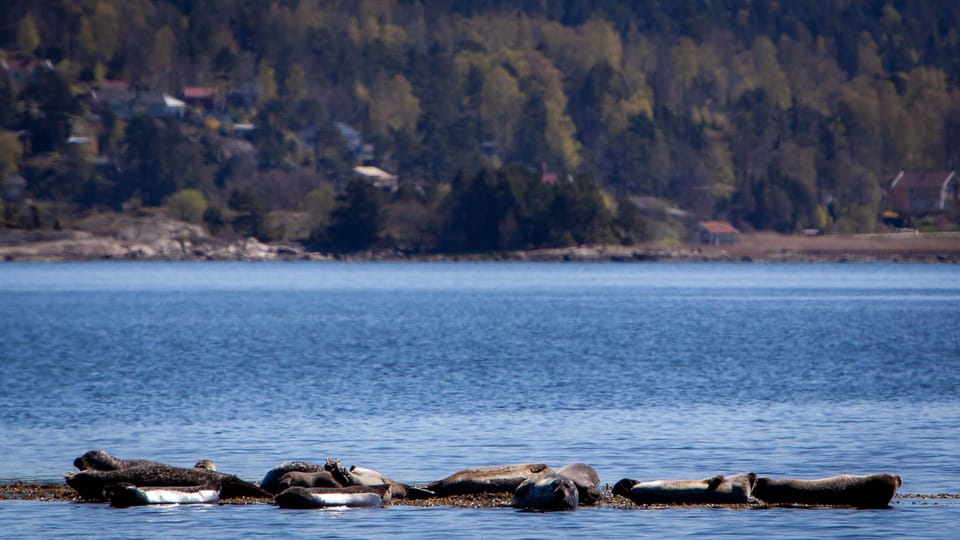 West Sweden: Paddle With Seals - Booking and Meeting Point