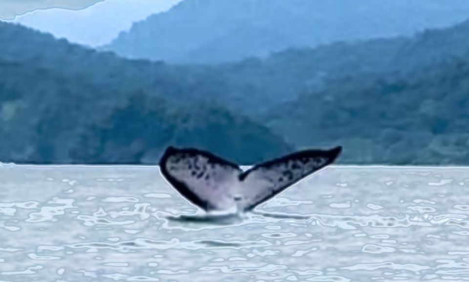 4 Days Adventure; Medellin to Nuqui- Whales!!! - Frequently Asked Questions