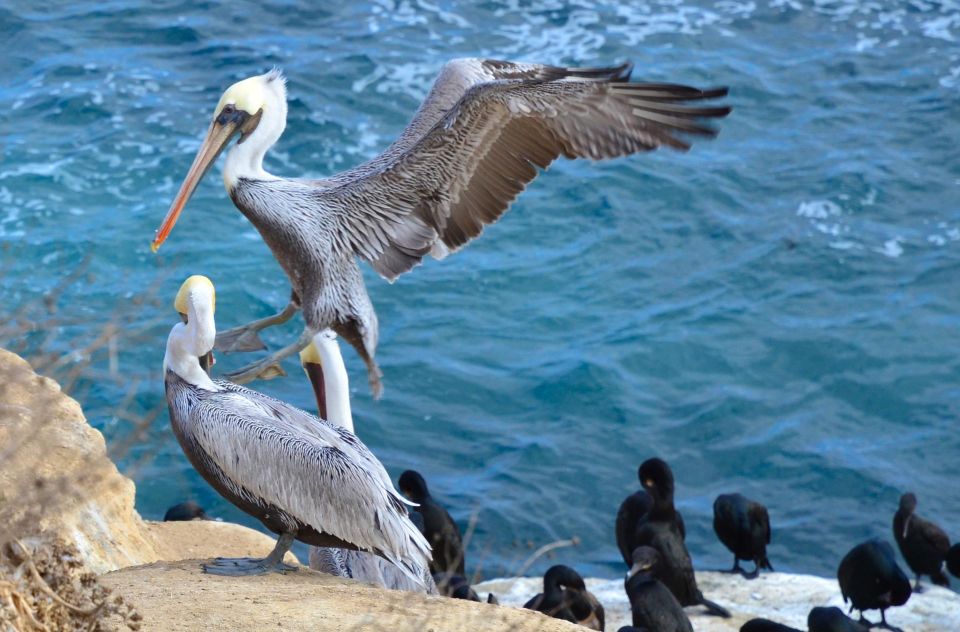 A Seaside Stroll: La Jollas Hidden Treasures Walking Tour - Frequently Asked Questions