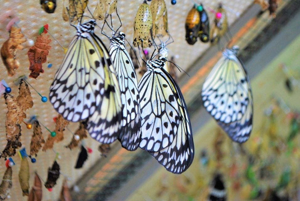 Alghero: Visit at the Butterfly House - Frequently Asked Questions