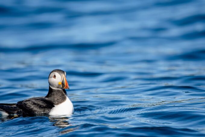 Bleik: Whale Watching by Speedboat With Puffins and Muffins - Frequently Asked Questions