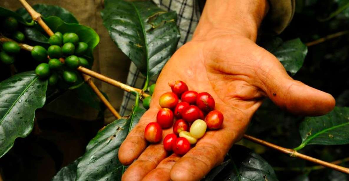 Bogotá: Colombian Coffee Tour With Farm - Frequently Asked Questions