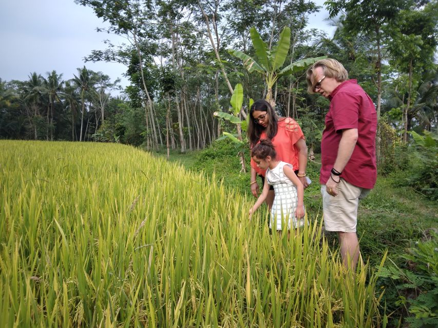 Borobudur Temple & Rice Terrace Walking to Selogriyo Temple - Frequently Asked Questions