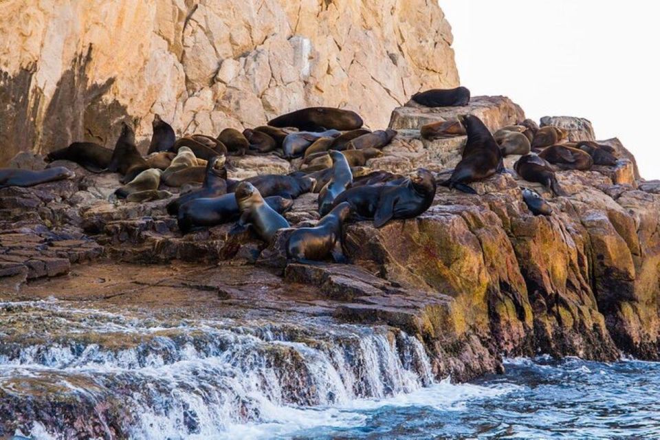 Cabo San Lucas: 45-Minute Glass-Bottom-Boat Tour - Frequently Asked Questions