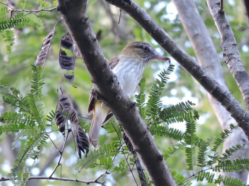 Cancun: Private Birdwatching Tour - Frequently Asked Questions