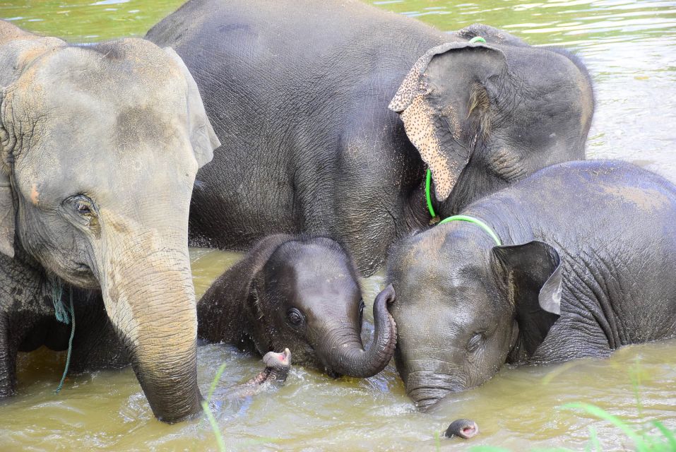 Chiang Mai: Private Elephant Care Experience for Couples - Frequently Asked Questions