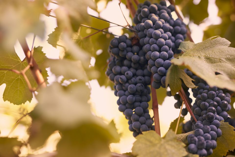 Chianti Colli Fiorentini Winery Tour 18KM From Florence - Frequently Asked Questions