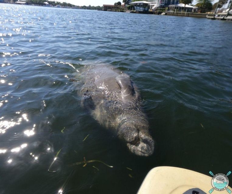 Crystal River: Kayak Rental - Recap