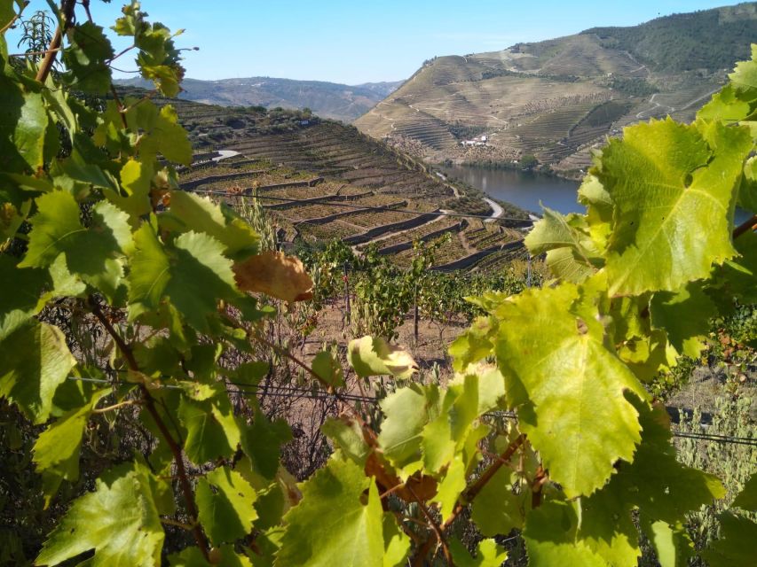 Douro Valley & Amarante - From Porto or Guimarães - Frequently Asked Questions