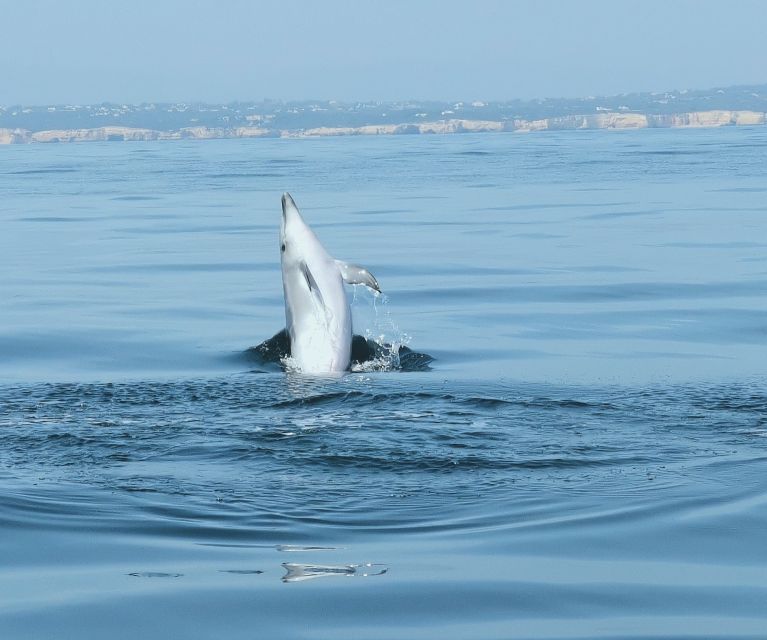 From Albufeira: Benagil Caves and Dolphins Guided Boat Tour - Frequently Asked Questions