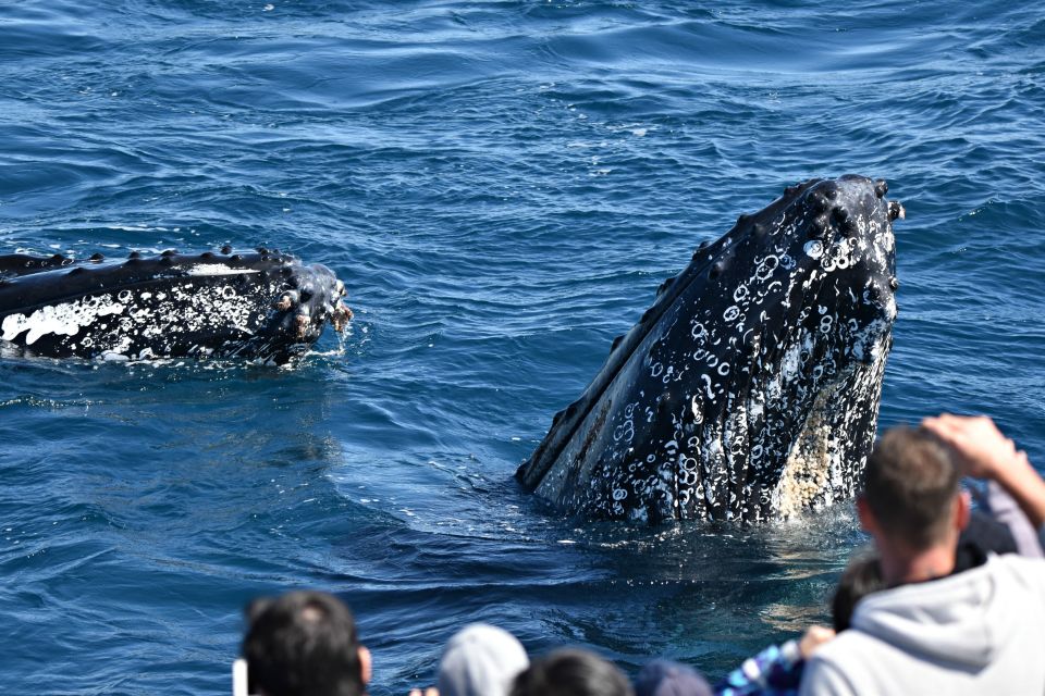 From Augusta: Educational Whale Watching Cruise - Frequently Asked Questions