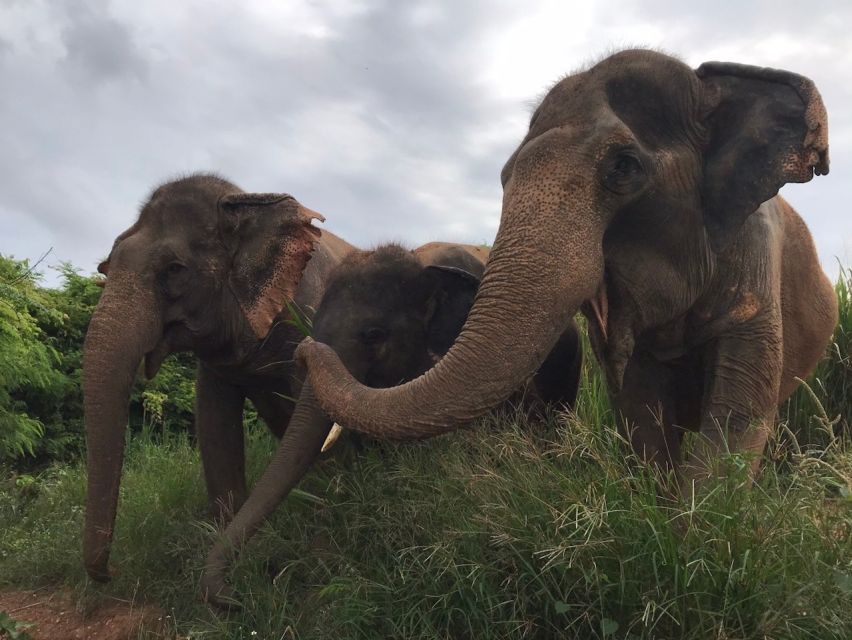 From Bangkok: Pattaya Ethical Elephant Sanctuary Day Trip - Frequently Asked Questions