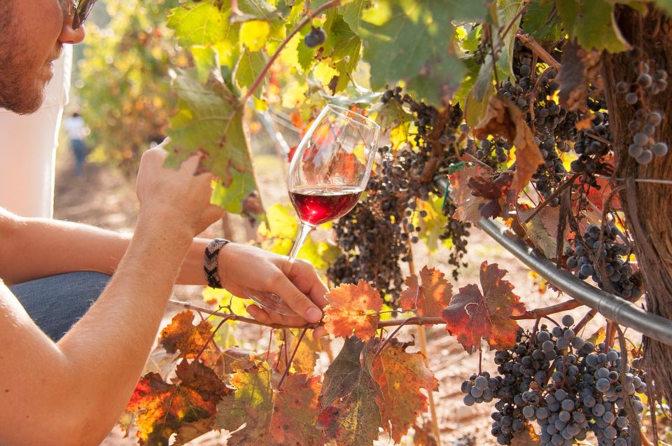From Barcelona: Private Wine, Tapas and Cava Tour - Frequently Asked Questions