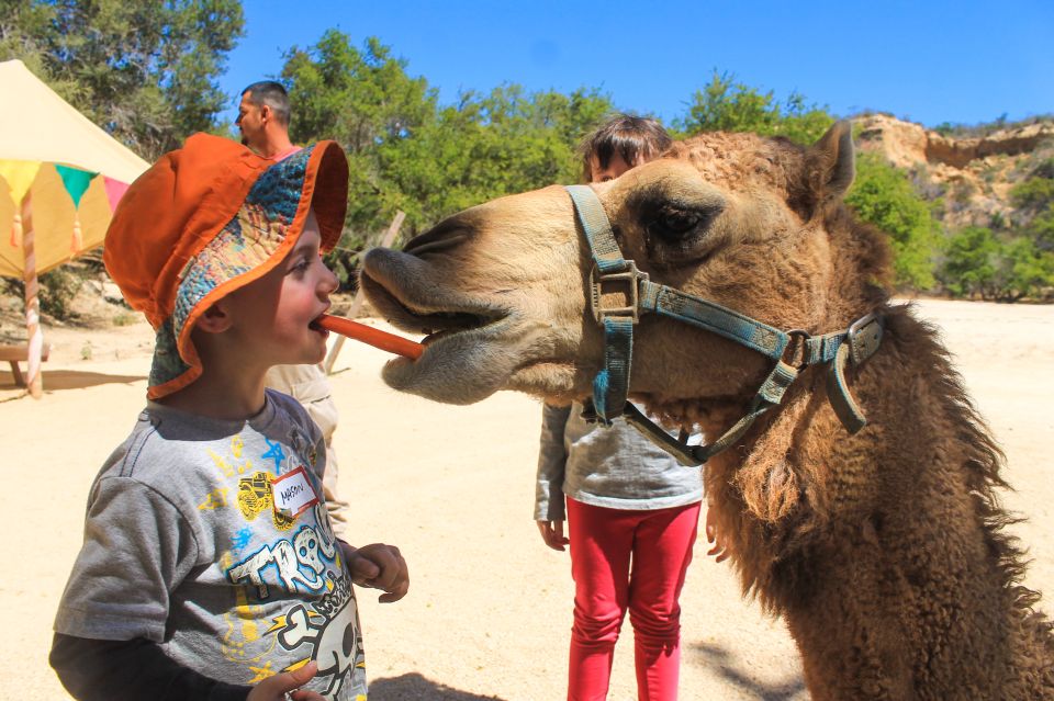 From Cabo: The Tule Canyon Camel Adventure - Frequently Asked Questions