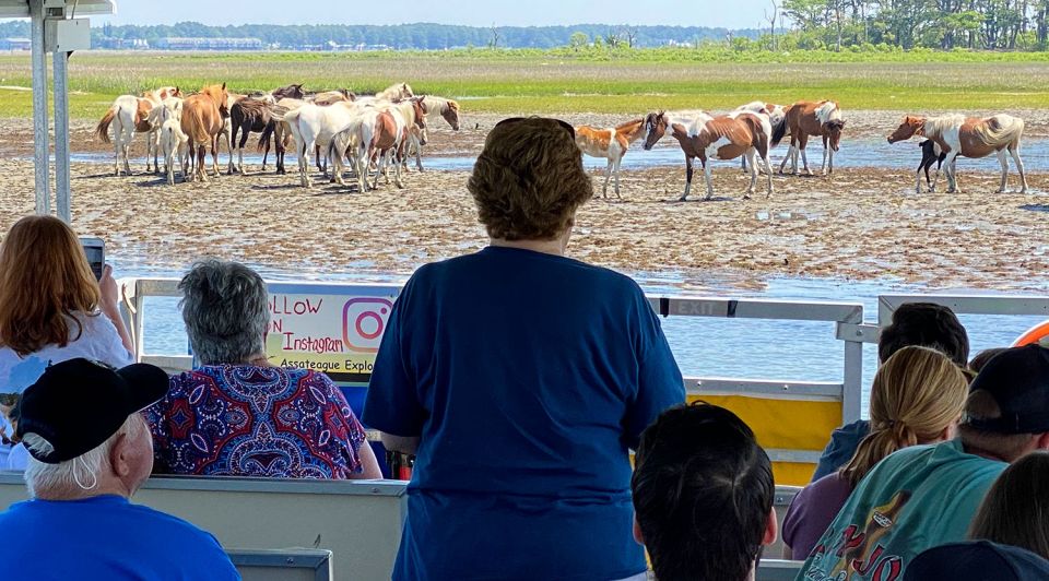 From Chincoteague Island: Assateague Island Boat Tour - Frequently Asked Questions