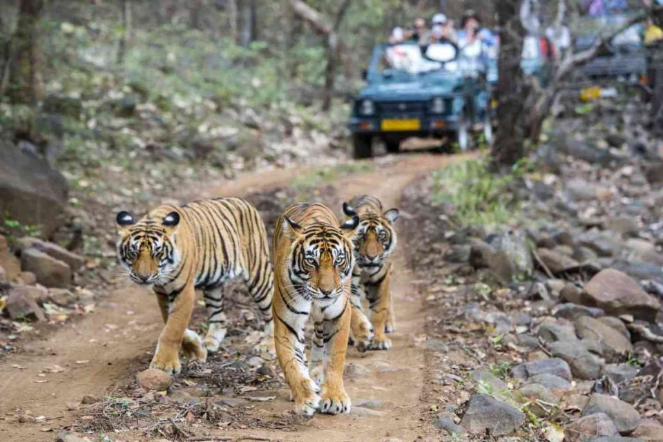 From Delhi: 4 Day Golden Triangle & Ranthambore Tiger Safari - Frequently Asked Questions