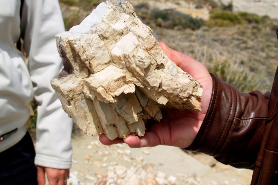 From El Calafate: La Leona Petrified Forest Day Trip - Recap