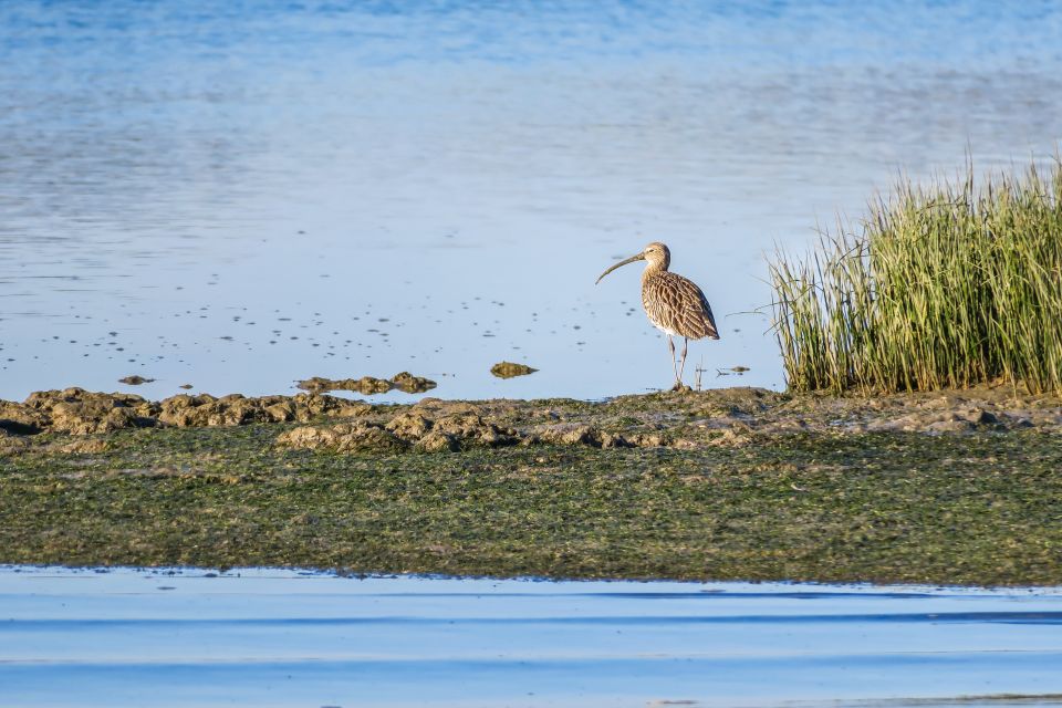 From Faro: Ria Formosa Eco Tour Guided by Marine Biologist - Frequently Asked Questions