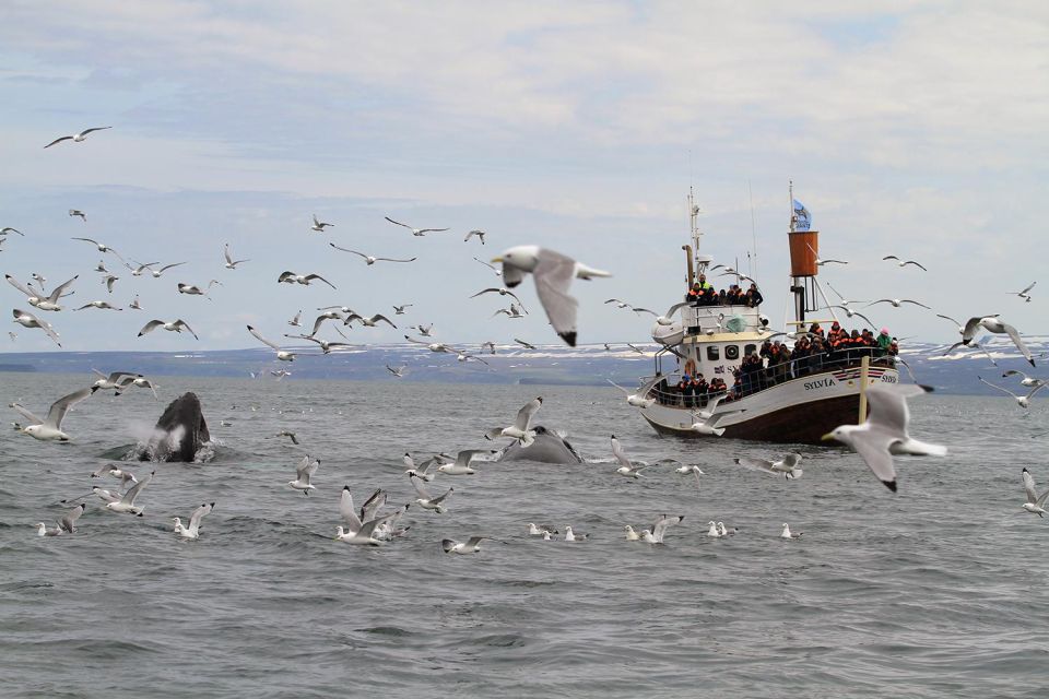 From Húsavík: Traditional Whale Watching Tour - Frequently Asked Questions