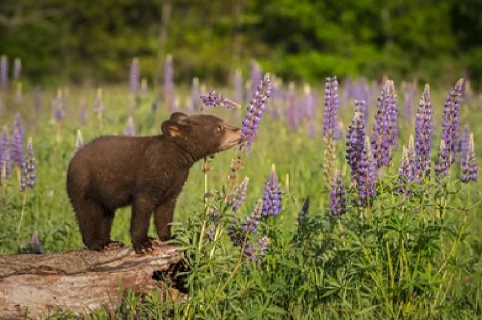 From Jackson: 2-Day Grand Teton and Yellowstone Tour - Frequently Asked Questions