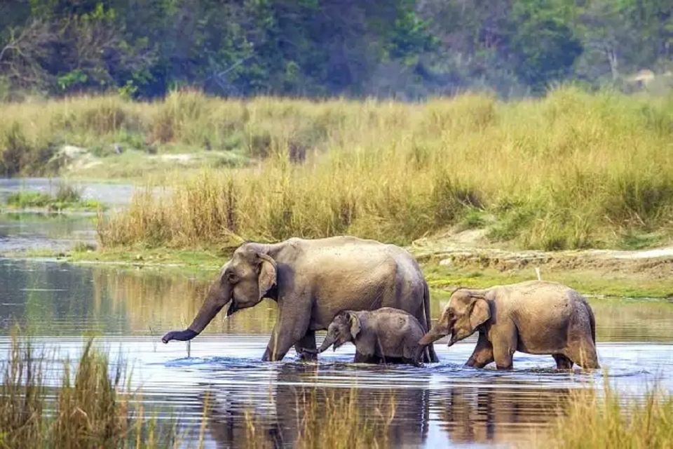 From Kathmandu: Guided 3-Days Bardia National Park Tour - Day 1: Arrival and Activities