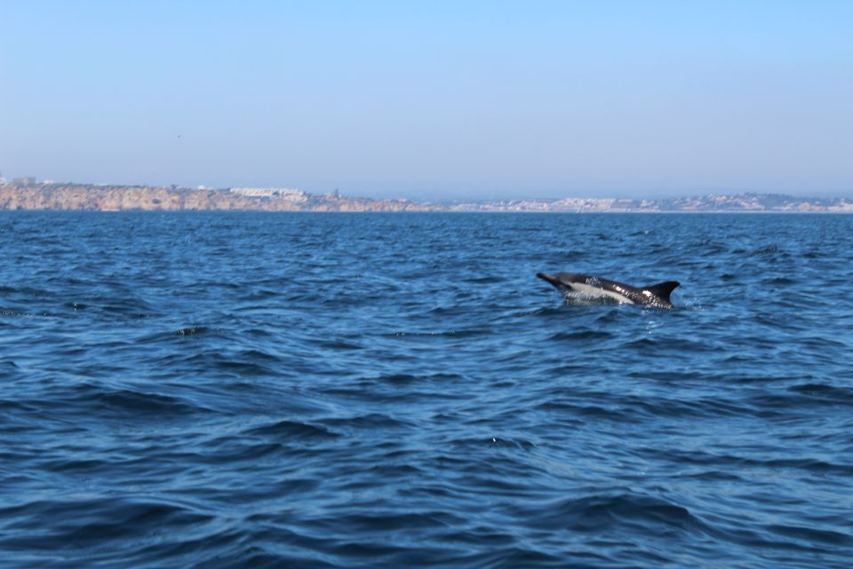 From Lagos: Dolphin Watching Boat Trip - Frequently Asked Questions